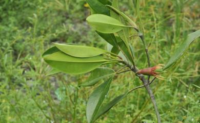 Bruguiera gymnorhiza (L.) Savigny 紅茄冬