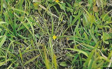 Hypoxis aurea 小金梅葉