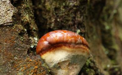 Polyporaceae Corda 多孔菌科