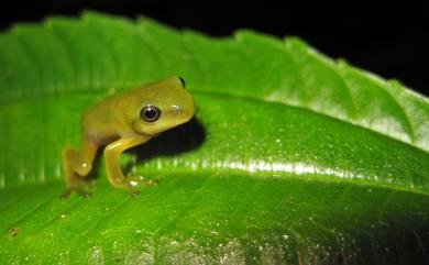 Zhangixalus moltrechti (Boulenger, 1908) 莫氏樹蛙