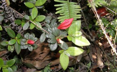 Rhododendron simsii 唐杜鵑