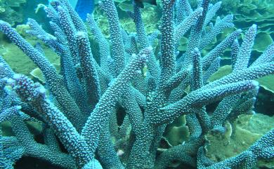 Acropora intermedia (Brook, 1891) 中間軸孔珊瑚