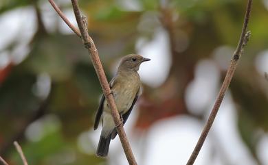 Cyanoptila cyanomelana cyanomelana (Temminck, 1829) 白腹琉璃