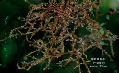 Hypnea japonica 日本沙菜