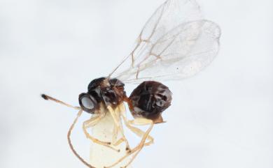 Cycloneuroterus tumiclavus Tang & Melika, 2016