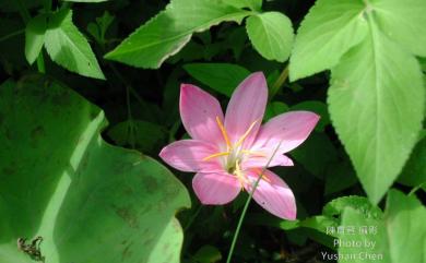 Zephyranthes candida (Lindl.) Herb. 蔥蘭