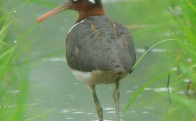 Rostratula benghalensis (Linnaeus, 1758) 彩鷸