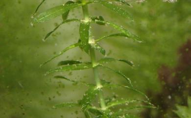 Egeria densa 水蘊草