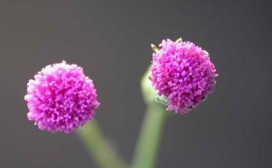 Emilia sonchifolia var. javanica (Burm.f.) Mattf. 紫背草