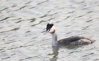 Podiceps cristatus cristatus (Linnaeus, 1758) 冠鸊鷉