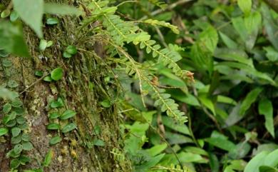 Appendicula reflexa Blume 臺灣竹葉蘭