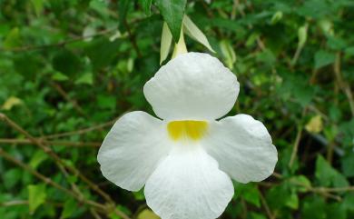 Thunbergia erecta (Benth.) T. Anderson 立鶴花