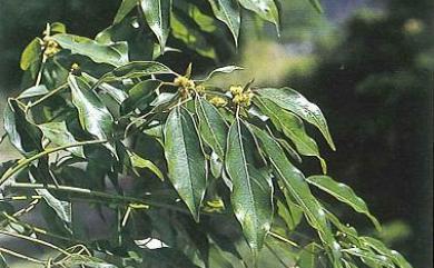 Neolitsea acuminatissima 高山新木薑子