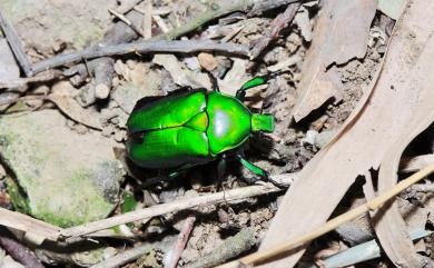 Rhomborrhina splendida Moser, 1913 金艷騷金龜