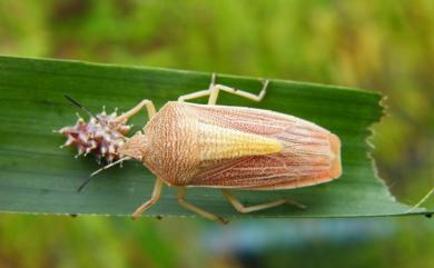 Megarrhamphus truncatus (Westwood, 1837) 大蝦殼椿象