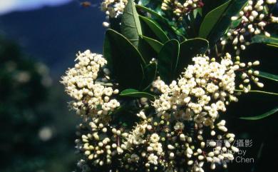 Viburnum odoratissimum 珊瑚樹