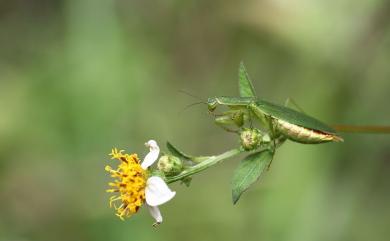 Odontomantis planiceps (De Haan, 1842) 綠大齒螳