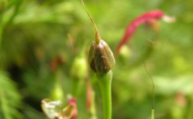 Ipomoea quamoclit L. 蔦蘿