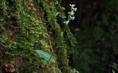 Platanthera brevicalcarata Hayata 短距粉蝶蘭