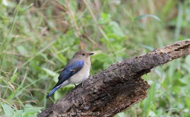 Cyanoptila cyanomelana (Temminck, 1829) 白腹琉璃