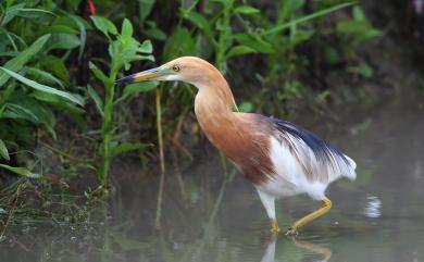 Ardeola speciosa continentalis 爪哇池鷺