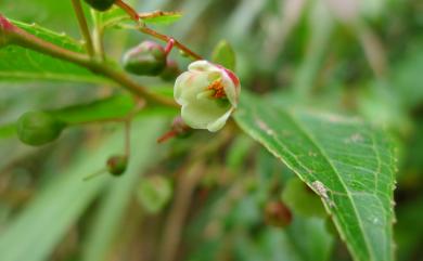 Gaultheria cumingiana S.Vidal 白珠樹