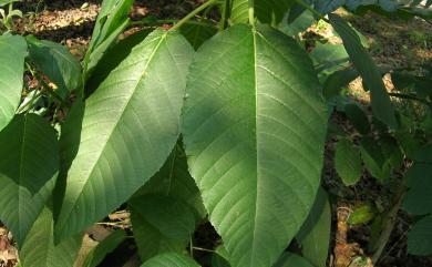Dendrocnide meyeniana (Walp.) Chew 咬人狗