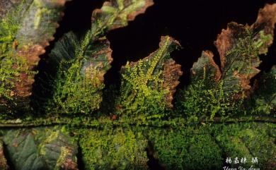 Cololejeunea haskarliana (Lehm.) Schiffn. 哈斯卡疣鱗蘚
