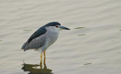 Nycticorax nycticorax (Linnaeus, 1758) 夜鷺