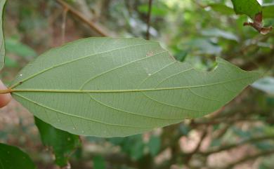 Mallotus philippensis 粗糠柴