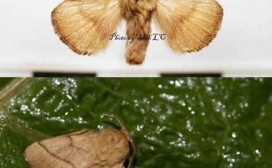 Malacosoma neustria formosana Matsumura, 1932 臺灣天幕枯葉蛾