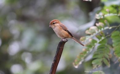 Lanius bucephalus bucephalus Temminck & Schlegel, 1845 紅頭伯勞