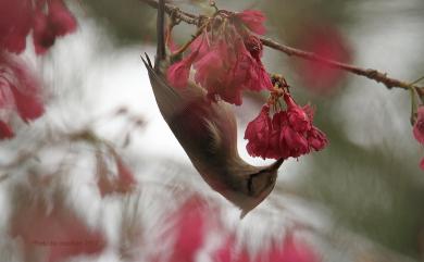 Yuhina brunneiceps Ogilvie-Grant, 1906 冠羽畫眉