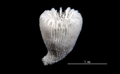 Thrypticotrochus petterdi (Dennant, 1906) 佩特嬌輪珊瑚
