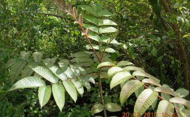 Rhus chinensis var. roxburghii 羅氏鹽膚木