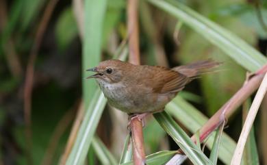 Locustella alishanensis (Rasmussen, Round, Dickinson & Rozendaal, 2000) 臺灣叢樹鶯