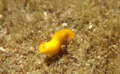 Gymnodoris citrina (Bergh, 1877) 黃色多角海牛