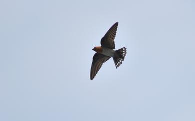 Hirundo tahitica javanica 洋燕