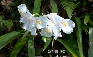 Iris japonica Thunb. 日本鳶尾