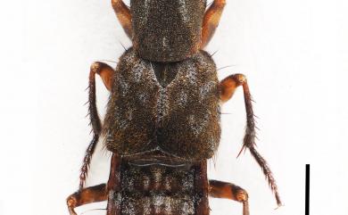 Thoracostrongylus formosanus Shibata