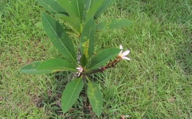 Coleosporium plumeriae Patouillard, 1902 緬梔鞘銹菌