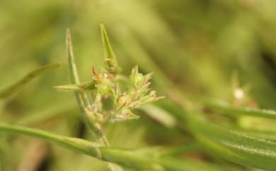 Scleria rugosa 皺果珍珠茅