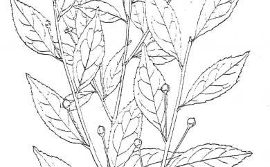 Ilex asprella Champ. ex Benth. 燈稱花