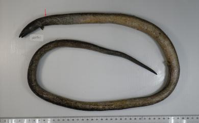 Ophichthus macrochir (Bleeker, 1853) 大鰭蛇鰻