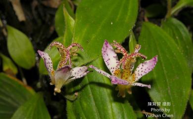 Tricyrtis formosana var. formosana 臺灣油點草