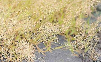 Eragrostis unioloides 牛虱草