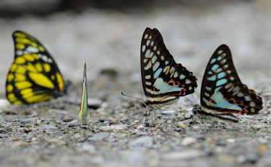 Graphium sarpedon connectens 青鳳蝶