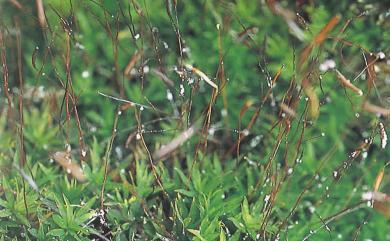 Atrichum yakusimensis (Hor.) Mizushima 仙鶴苔