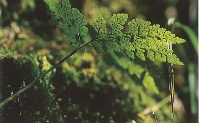 Cystopteris moupinensis Franch. 寬葉冷蕨