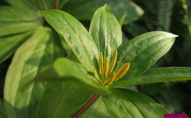 Paris polyphylla Sm. 七葉一枝花